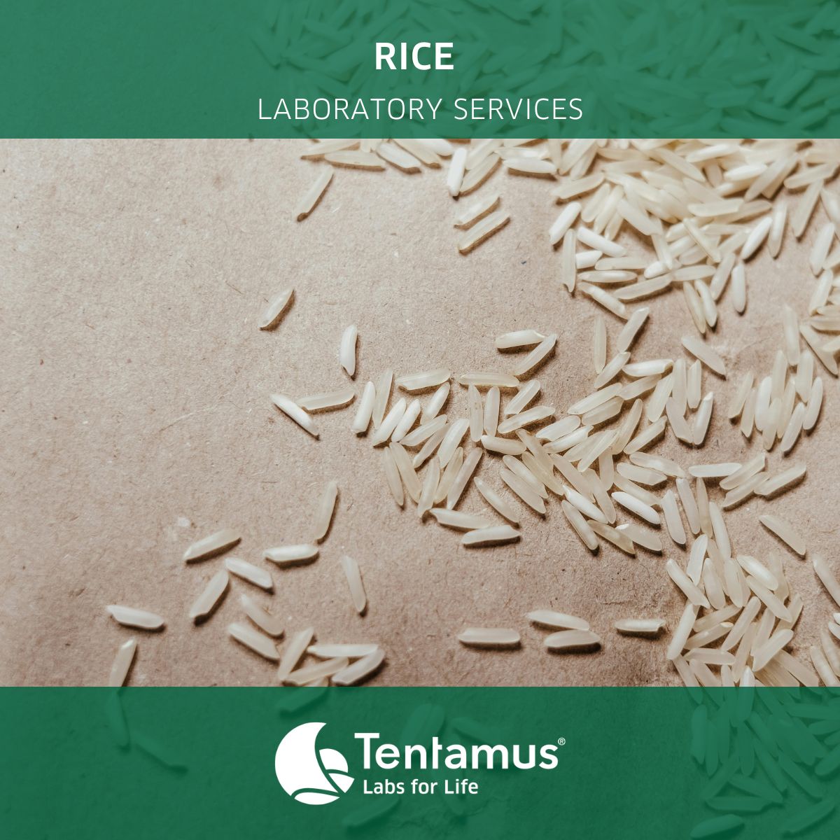Rice Laboratory Services - Tentamus Vietnam